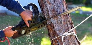 Best Tree Trimming and Pruning  in Oroville East, CA