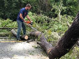 Trusted Oroville East, CA Tree Care Experts