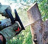 Best Tree Removal  in Oroville East, CA