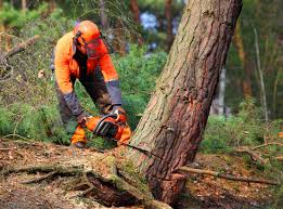 Best Aeration Services  in Oroville East, CA
