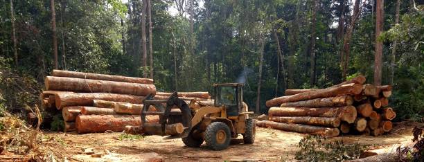 Best Hazardous Tree Removal  in Oroville East, CA