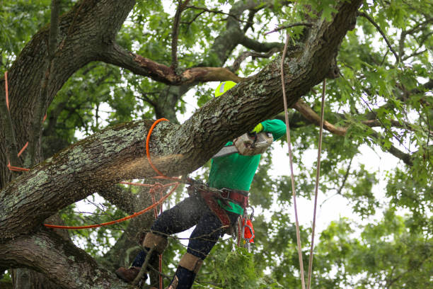 Best Lawn Pest Prevention  in Oroville East, CA