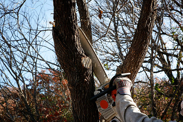 Seasonal Cleanup (Spring/Fall) in Oroville East, CA