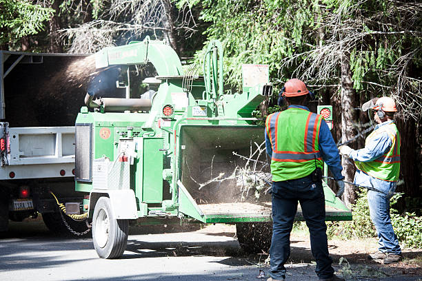 How Our Tree Care Process Works  in  Oroville East, CA