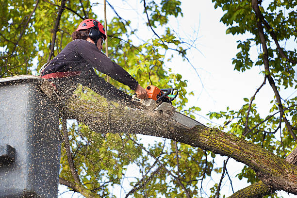 Best Storm Damage Tree Cleanup  in Oroville East, CA