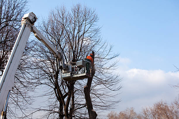 Best Tree and Shrub Care  in Oroville East, CA