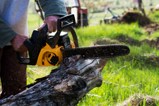 Best Utility Line Clearance  in Oroville East, CA