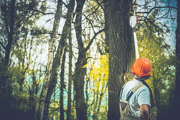 Best Emergency Tree Removal  in Oroville East, CA